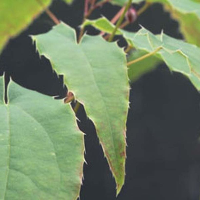 Epimedium Domino - Elfenblume (Laub)