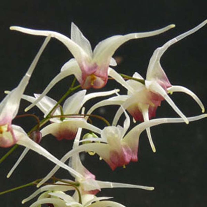 Epimedium Domino - Elfenblume (Blüte)