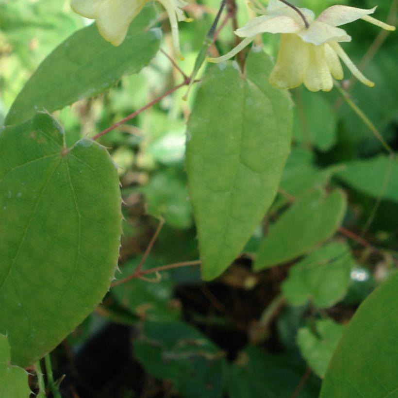 Epimedium Flower Of Sulphur - Elfenblume (Laub)