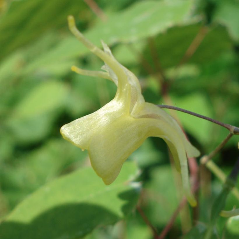 Epimedium Flower Of Sulphur - Elfenblume (Blüte)