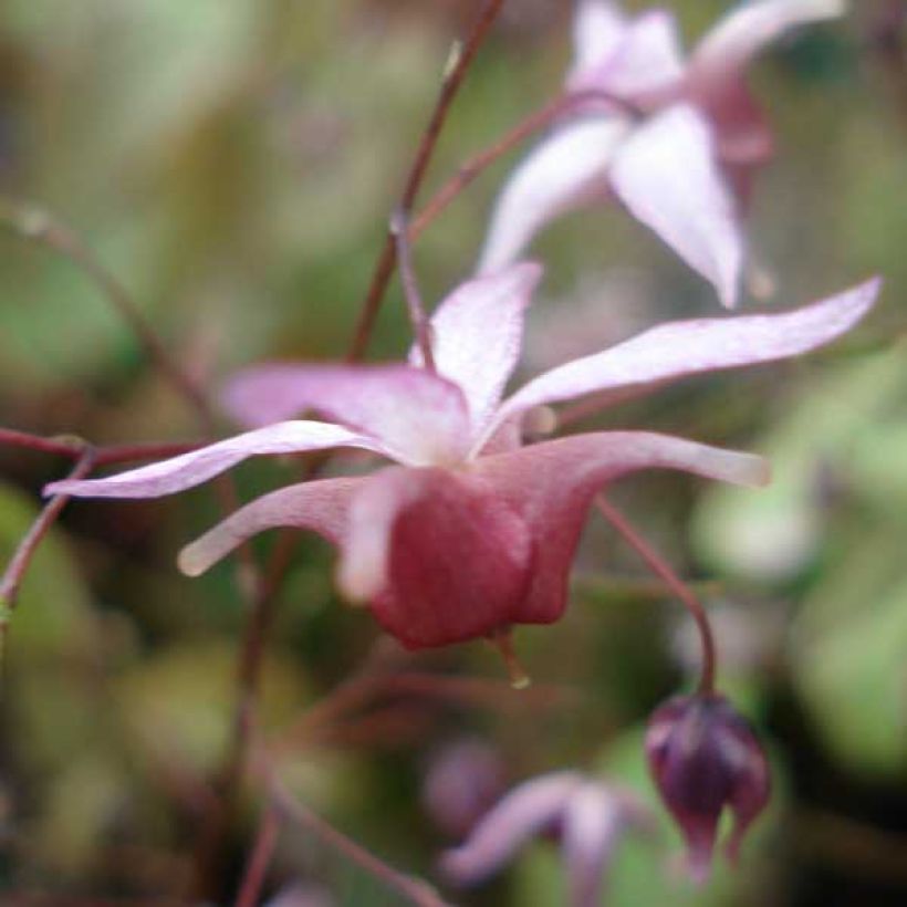 Epimedium Pink Elf - Elfenblume (Blüte)