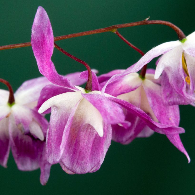 Epimedium Pumosum Roseum - Elfenblume (Blüte)