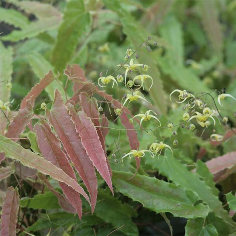 Epimedium Sphinx Twinkler - Elfenblume (Laub)