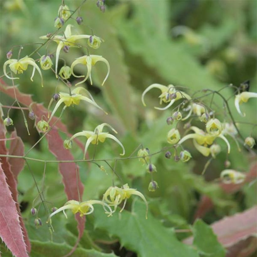 Epimedium Sphinx Twinkler - Elfenblume (Blüte)