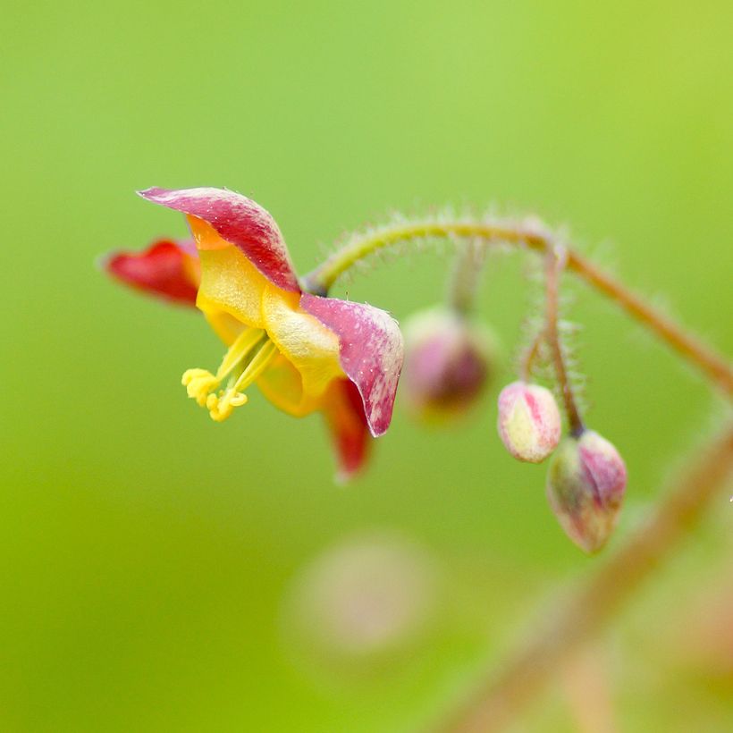 Epimedium alpinum - Alpen-Sockenblume (Blüte)