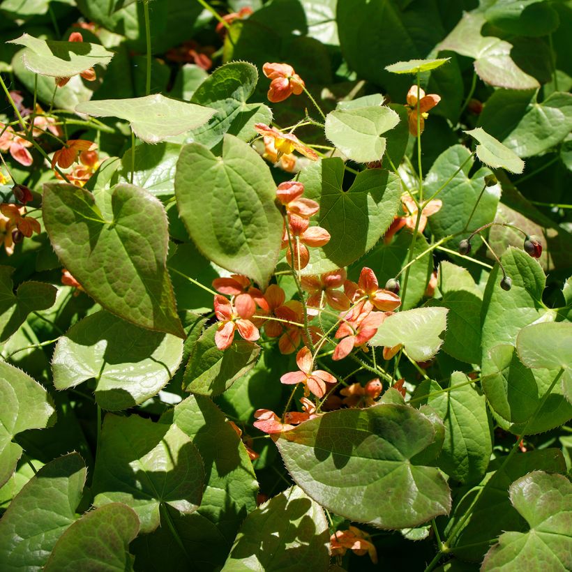 Epimedium alpinum - Alpen-Sockenblume (Hafen)