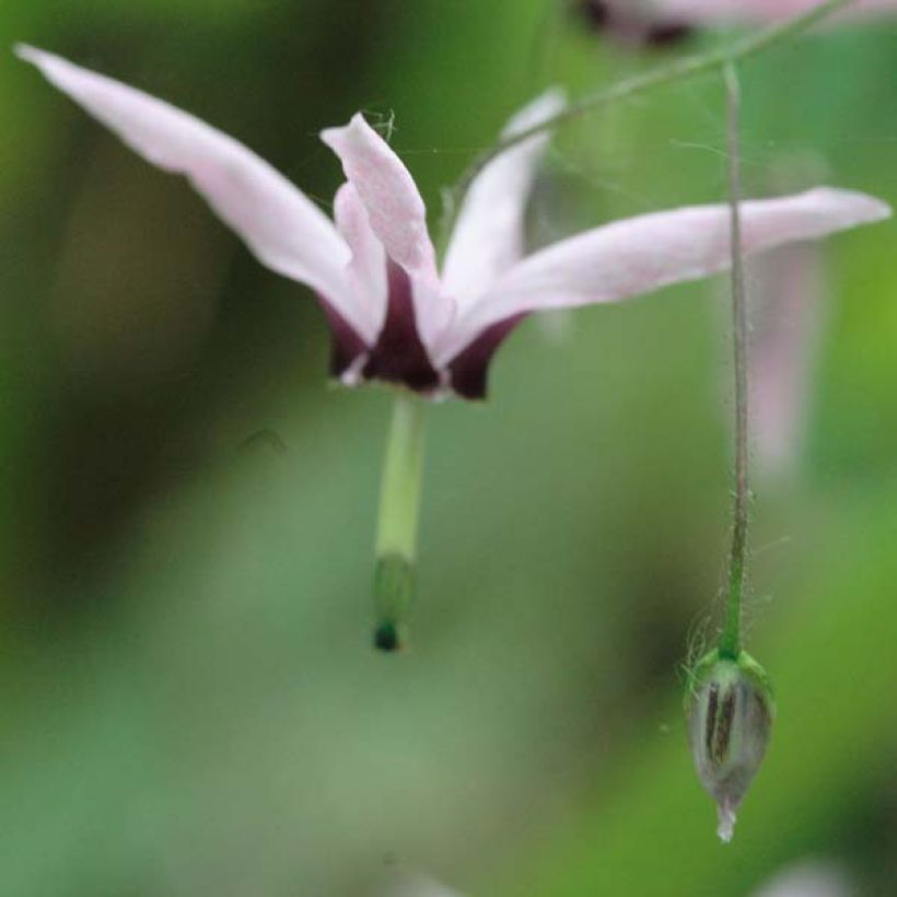 Epimedium fargesii Pink Constellation - Elfenblume (Blüte)