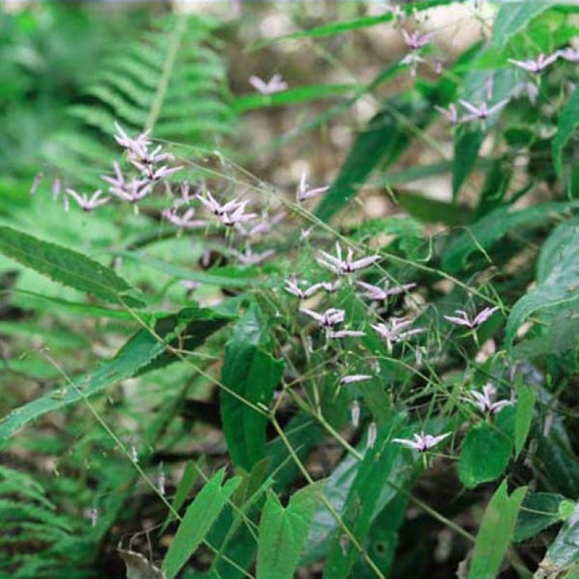 Epimedium fargesii Pink Constellation - Elfenblume (Hafen)