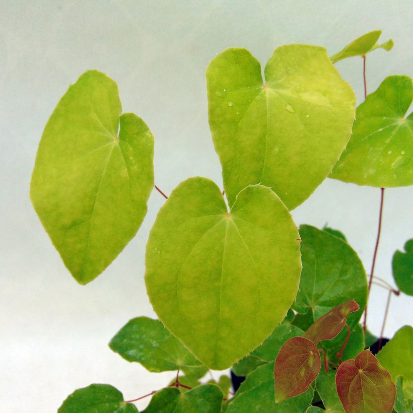 Epimedium grandiflorum Beni-kujaku - Großblumige Elfenblume (Laub)