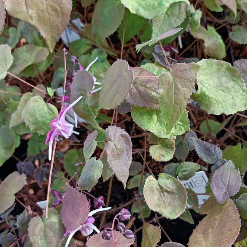 Epimedium grandiflorum Purple Pixie - Großblumige Elfenblume (Laub)