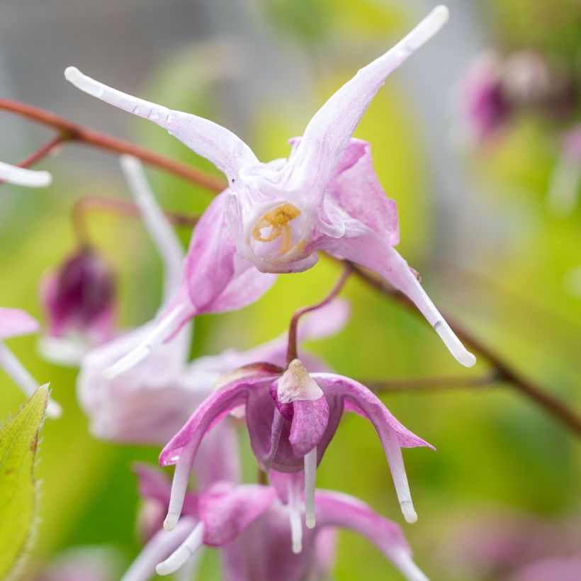 Epimedium grandiflorum Pretty in Pink - Großblumige Elfenblume (Blüte)