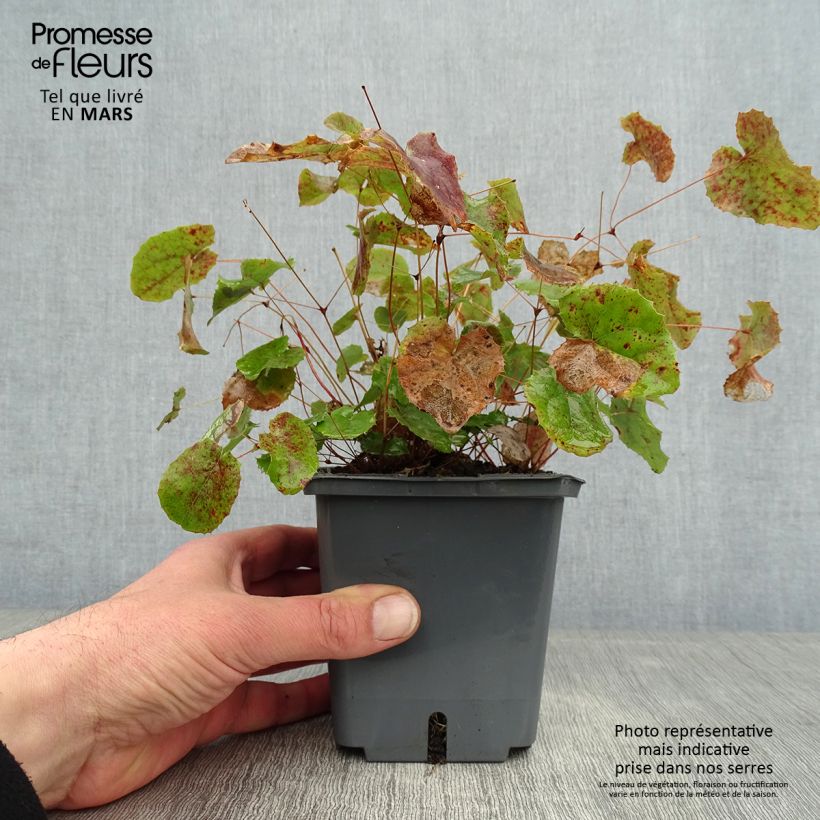 Exemplar von Epimedium hybride Sunny and Share - Fleur des Elfes Pot de 1L/1,5L wie im Winter geliefert