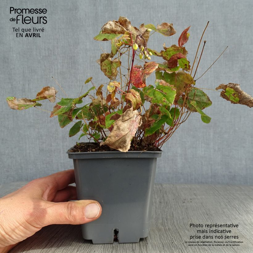 Exemplar von Epimedium platypetalum Sunny and Share - Elfenblume Topf mit 1L/1,5L wie im Frühjahr geliefert