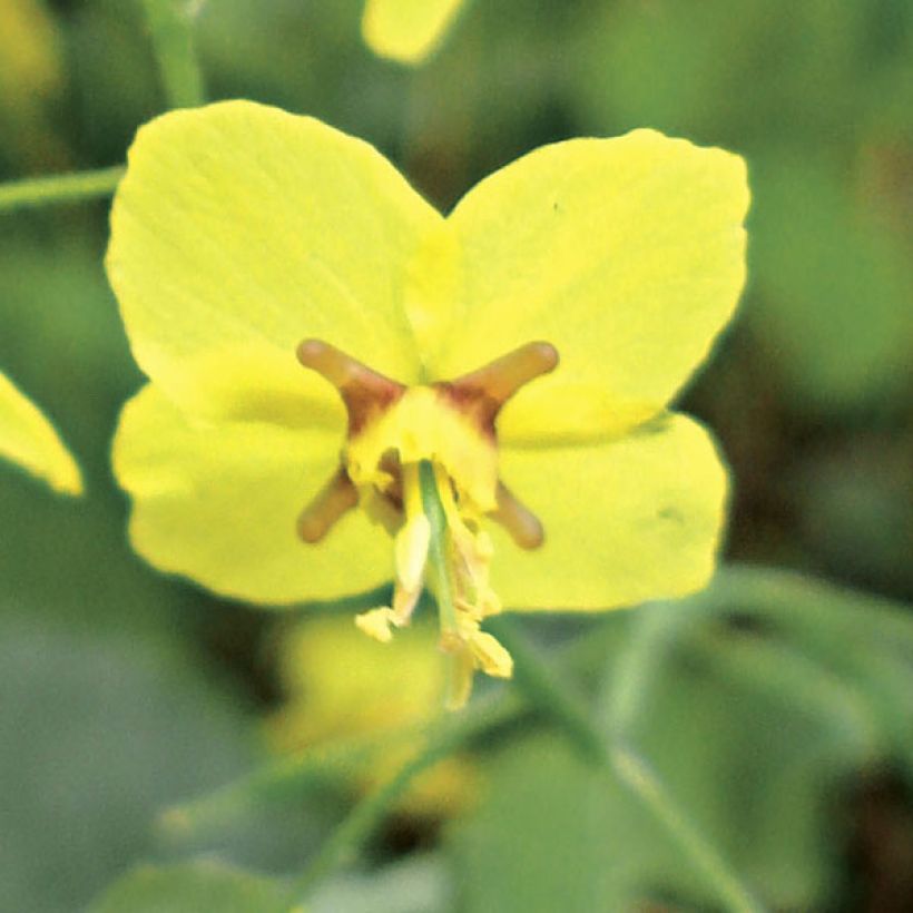 Epimedium perralchicum Fröhnleiten - Elfenblume (Blüte)