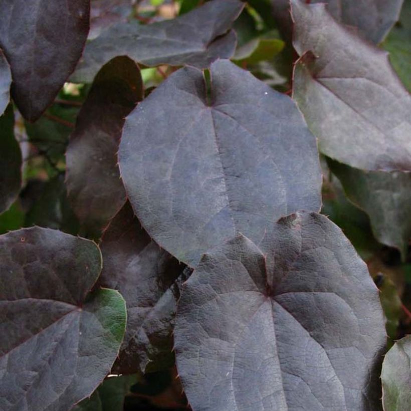 Epimedium pinnatum subsp. colchicum Black Sea - Kolchische Elfenblume (Laub)