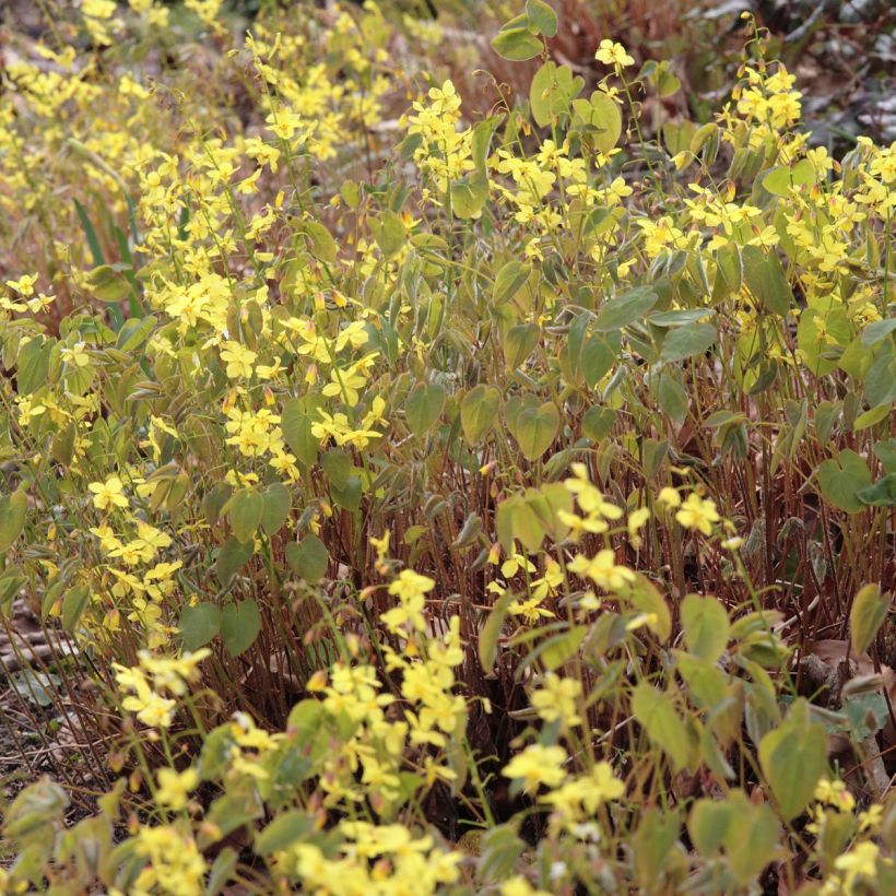 Epimedium pinnatum subsp. colchicum - Kolchische Elfenblume (Blüte)