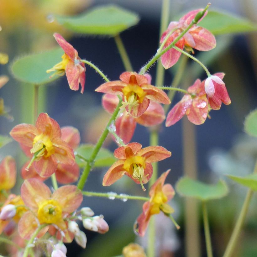 Epimedium pubigerum Orangekönigin - Flaumige Elfenblume (Blüte)