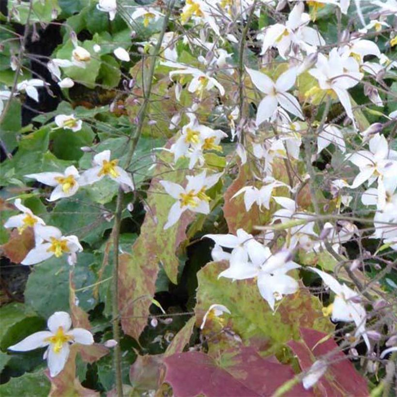 Epimedium stellulatum Wudang Star - Elfenblume (Blüte)