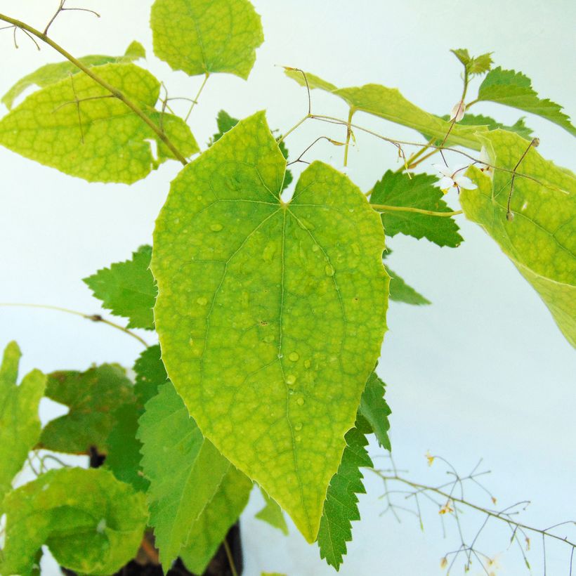 Epimedium stellulatum Wudang Star - Elfenblume (Laub)