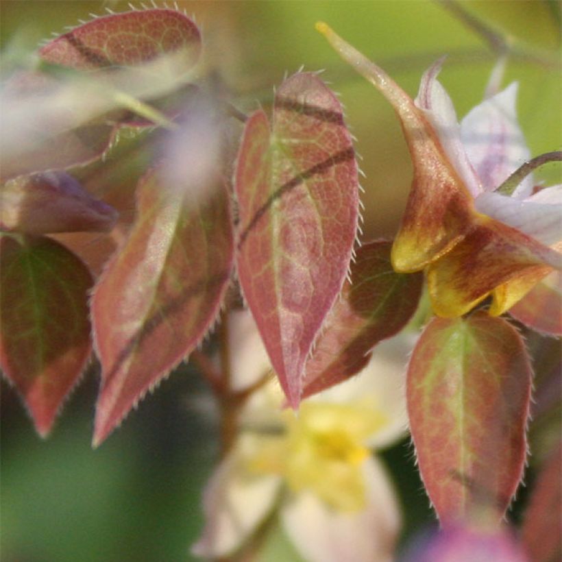 Epimedium Cupreum - Elfenblume (Laub)