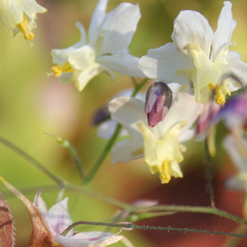 Epimedium Cupreum - Elfenblume (Blüte)