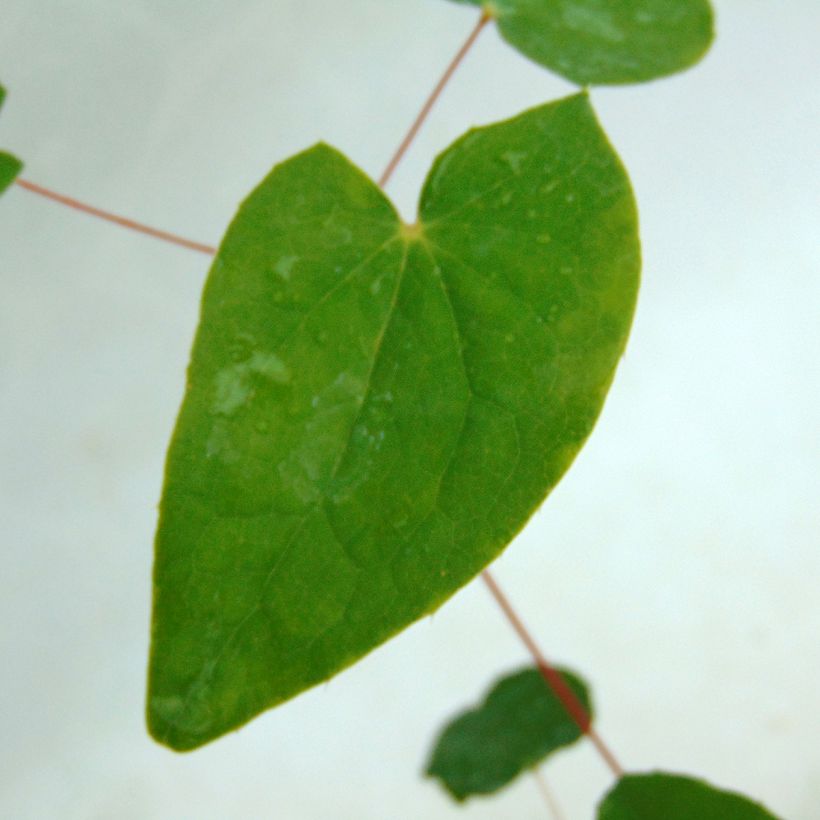 Epimedium youngianum Niveum - Elfenblume (Laub)