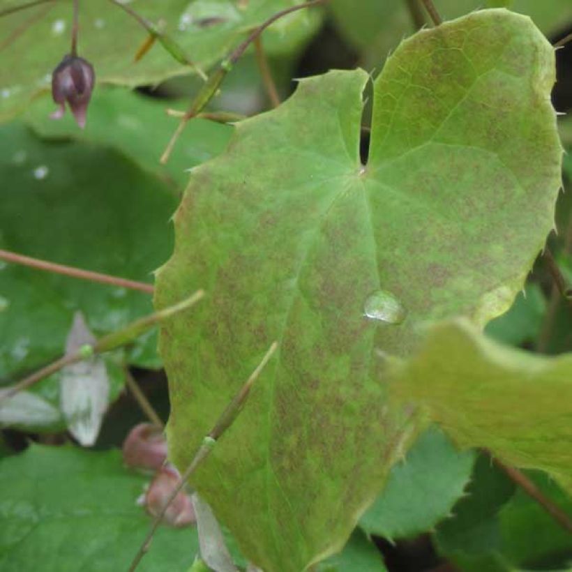 Epimedium Pink Elf - Elfenblume (Laub)