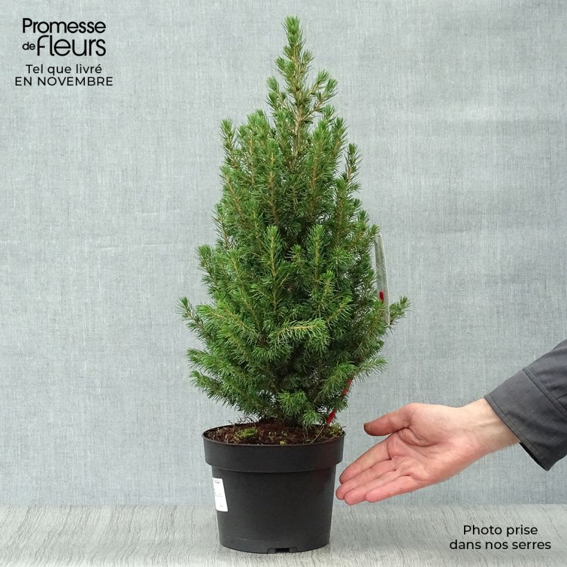 Exemplar von Epinette blanche - Picea glauca Conica en pot de 2/3L wie im Herbst geliefert