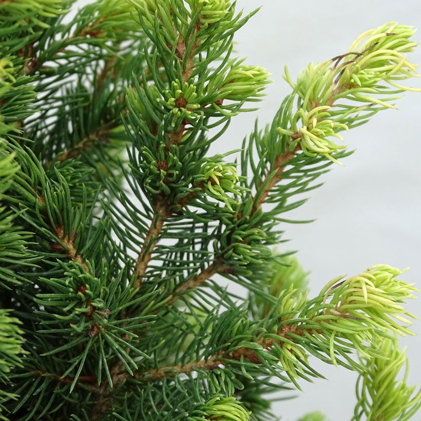 Picea glauca Rainbow's End (Laub)