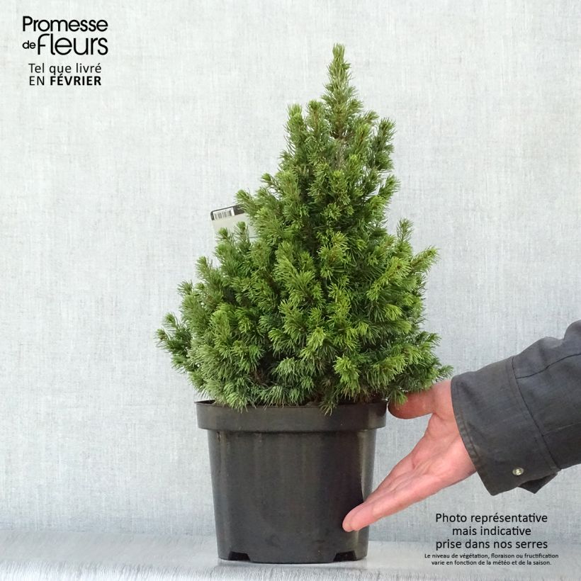 Exemplar von Epinette blanche - Picea glauca Rainbow's End          Pot de 2L/3L wie im Winter geliefert