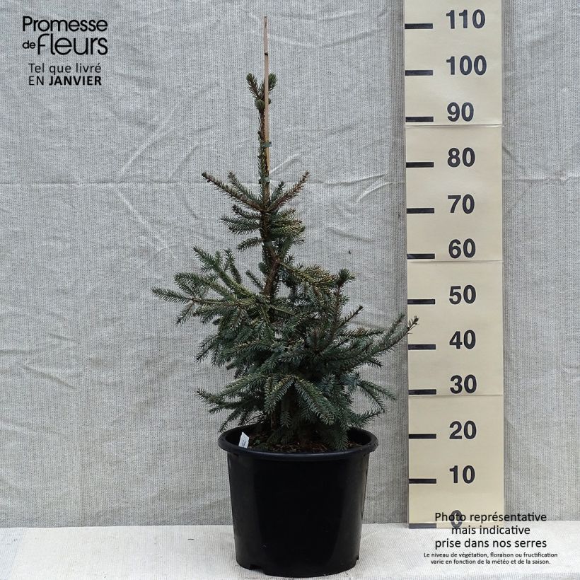 Exemplar von Epinette noire - Picea mariana Aurea  Pot de 12L/15L wie im Winter geliefert