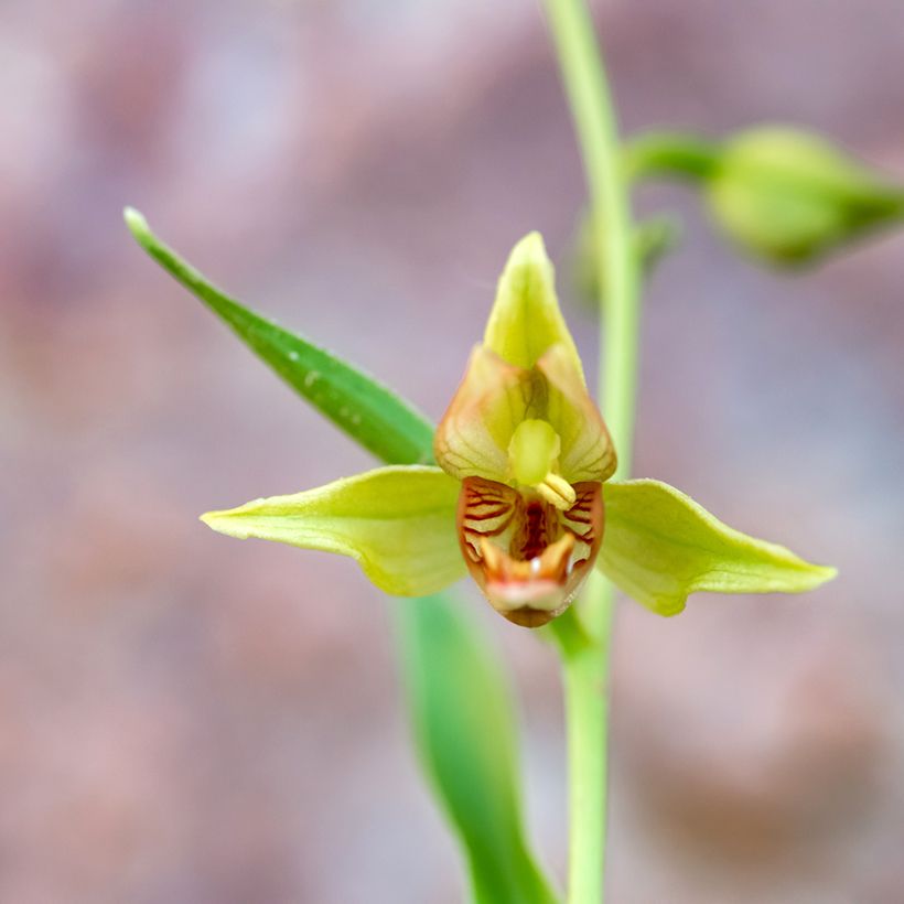 Epipactis gigantea - Sumpfwurz (Blüte)