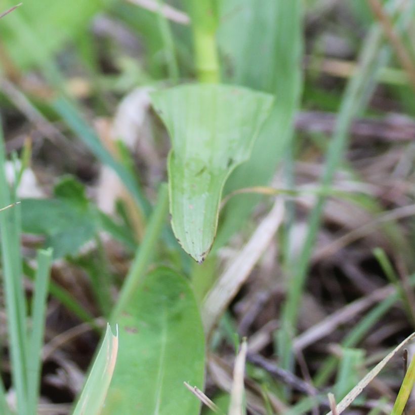 Epipactis palustris - Sumpfwurz (Laub)