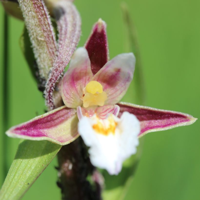 Epipactis palustris - Sumpfwurz (Blüte)