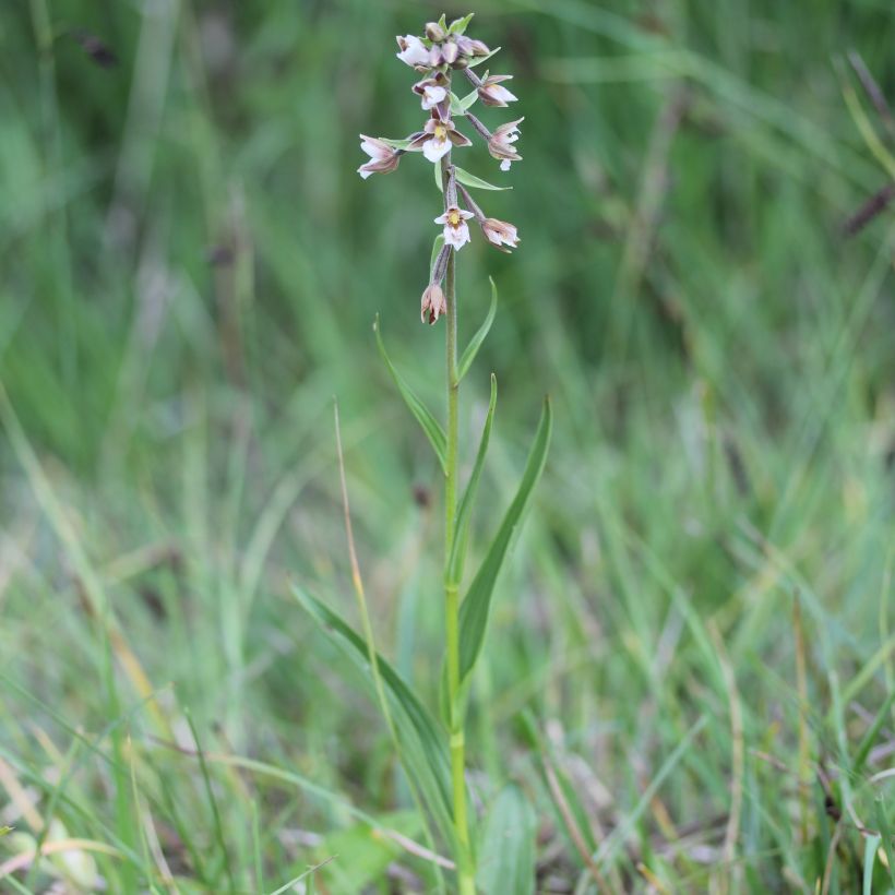 Epipactis palustris - Sumpfwurz (Hafen)