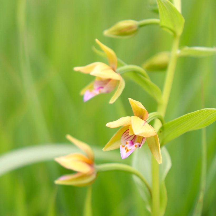 Epipactis thunbergii Yellow - Sumpfwurz (Blüte)