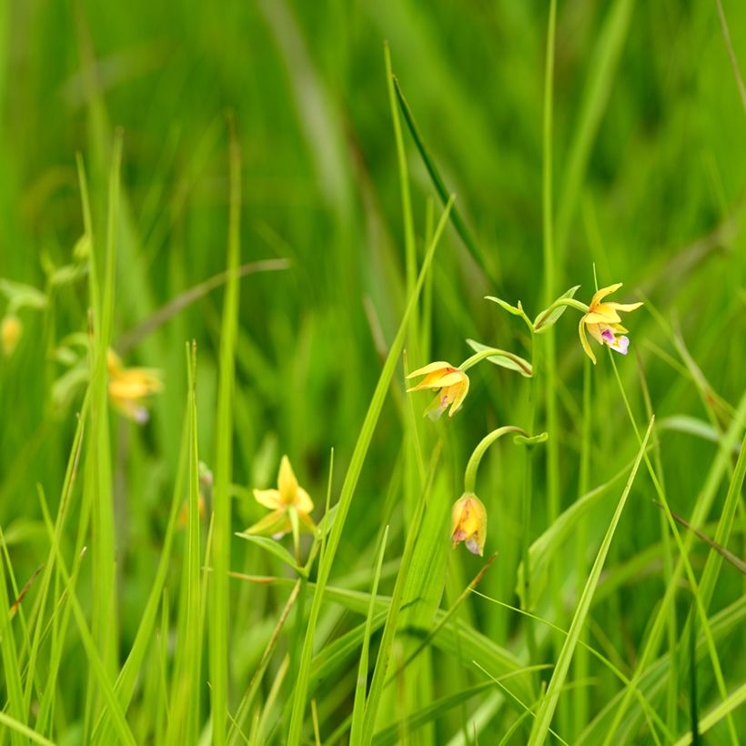 Epipactis thunbergii Yellow - Sumpfwurz (Hafen)