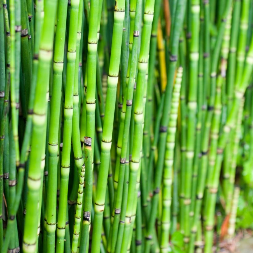 Equisetum camtschatcense - Kamtschatka-Schachtelhalm (Laub)