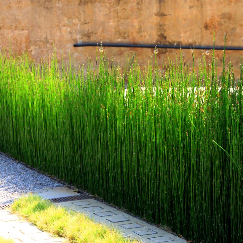 Equisetum camtschatcense - Kamtschatka-Schachtelhalm (Hafen)