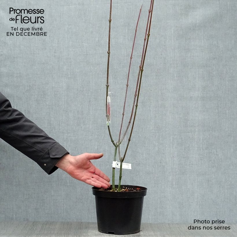 Exemplar von Erable à peau de serpent - Acer capillipes Pot de 4L/5L wie im Winter geliefert