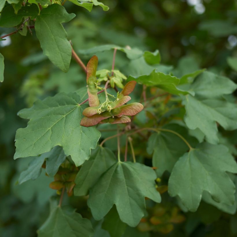 Feld-Ahorn - Acer campestre (Laub)