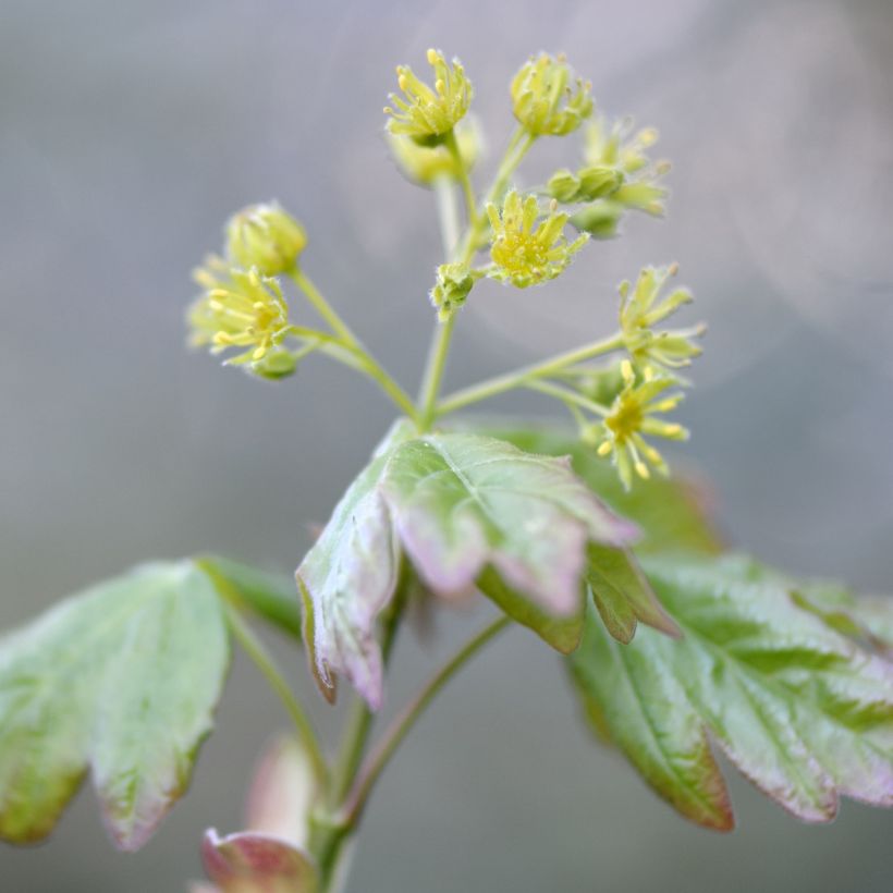 Feld-Ahorn - Acer campestre (Blüte)