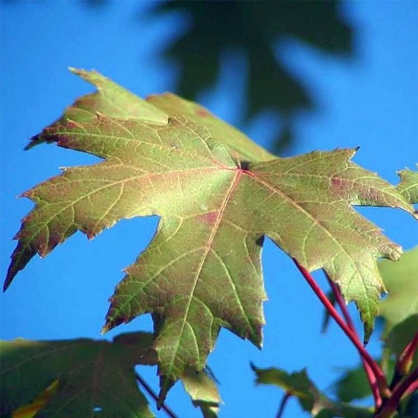 Rot-Ahorn Autumn Blaze - Acer freemanii (Laub)