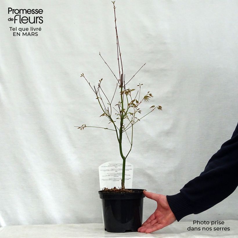 Exemplar von Erable du Japon - Acer palmatum Asahi Zuru en pot de 2/3L wie im Frühjahr geliefert