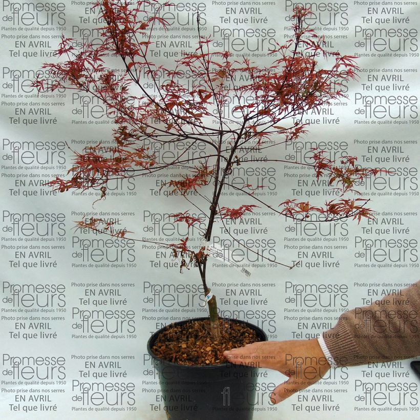 Beispiel eines Exemplars von Erable du Japon - Acer palmatum Beni Komachi Pot de 4L/5L wie geliefert