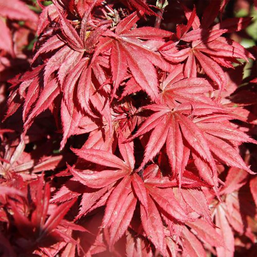 Fächerahorn Brandt’s Dwarf - Acer palmatum (Laub)