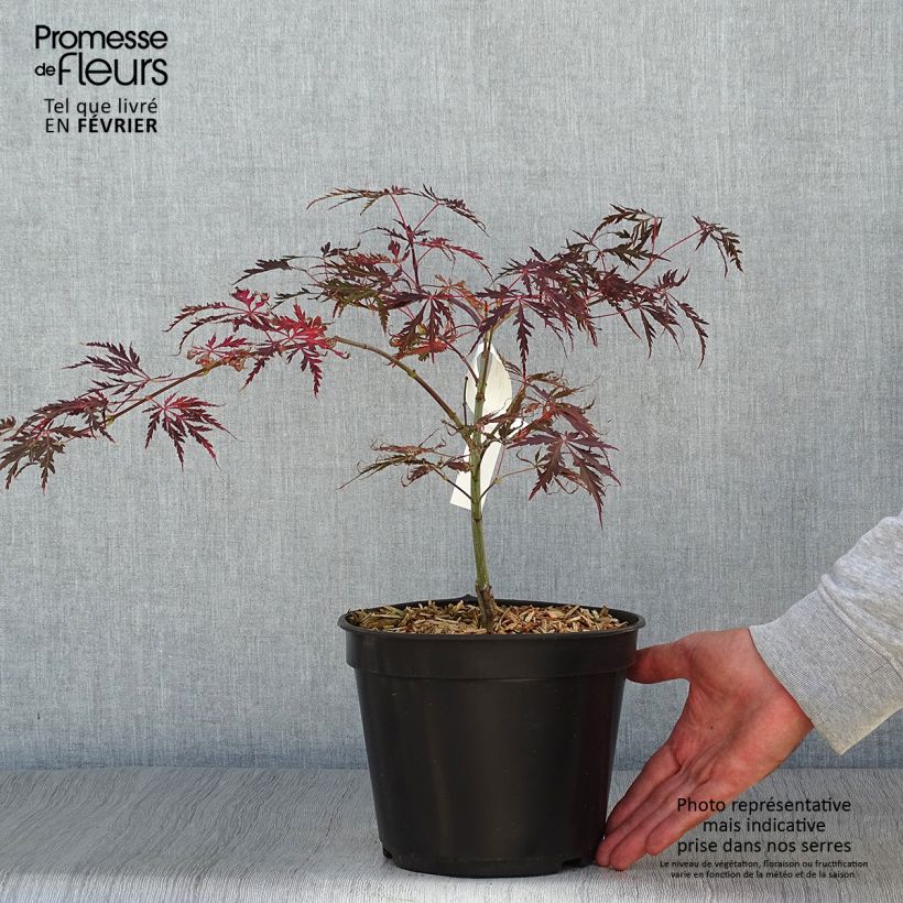 Exemplar von Fächerahorn Crimson Queen - Acer palmatum wie im Herbst geliefert