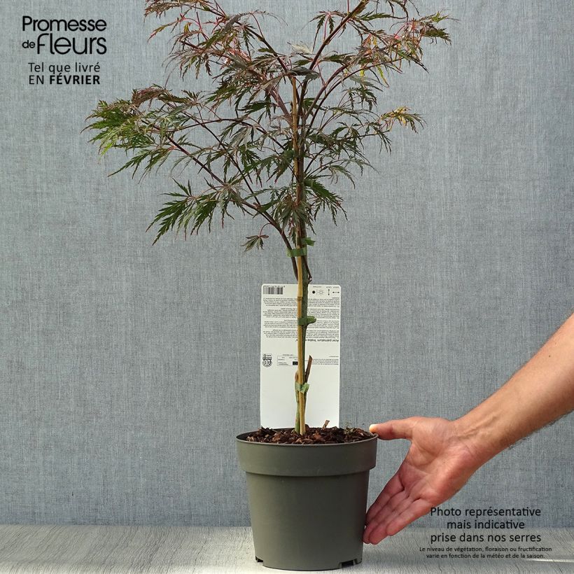 Exemplar von Erable du Japon - Acer palmatum Inaba-Shidare Pot de 3L/4L wie im Herbst geliefert