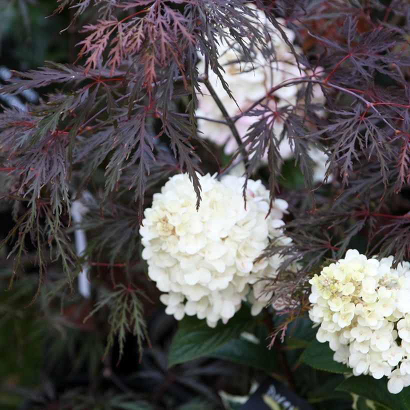 Fächerahorn Dissectum Inaba-Shidare - Acer palmatum (Hafen)