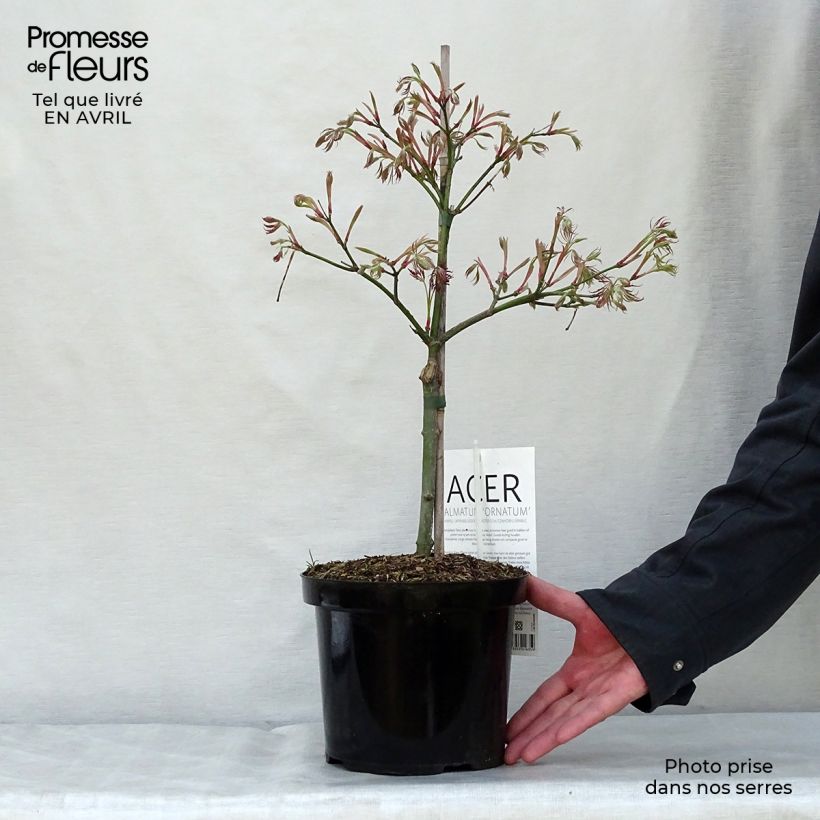 Exemplar von Fächerahorn Dissectum Ornatum - Acer palmatum Topf mit 4L/5LGelieferte Höhe ca. 40/50cm wie im Frühjahr geliefert